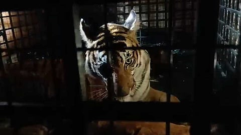 പത്ത് ദിവസത്തെ പരിശ്രമം; അമരക്കുനിയില്‍ ഭീതി പടര്‍ത്തിയ കടുവ കൂട്ടിലായി
