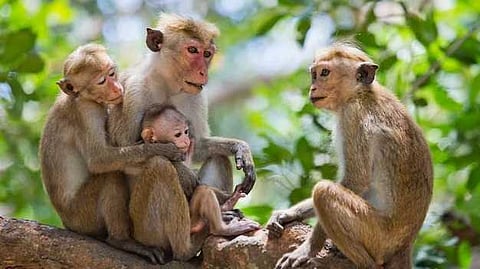 പഴങ്ങളെല്ലാം തിന്ന് തീർക്കും,  കൂട്ടമായി വന്ന് കൃഷി വിളകൾ നശിപ്പിക്കും;കുരങ്ങ് ശല്യം രൂക്ഷമായ ഇടുക്കിയിലെ ഒരു പ്രദേശം