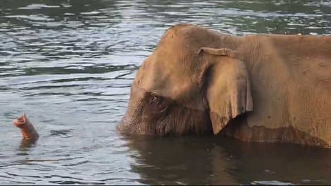 മസ്തകത്തിൽ മുറിവേറ്റ കാട്ടാനയ്ക്ക് ചികിത്സ ഉറപ്പാക്കും; ഡോ. അരുൺ സക്കറിയയും സംഘവും അതിരപ്പിള്ളിയിലേക്ക്