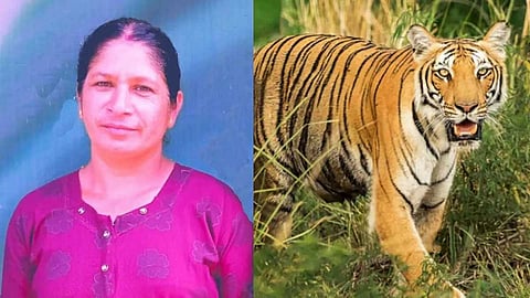 കടുവ ആക്രമണത്തില്‍ കൊല്ലപ്പെട്ട രാധയുടെ സംസ്‌കാരം ഇന്ന്; നരഭോജി കടുവയ്ക്കായി തെരച്ചിൽ ഊർജിതം