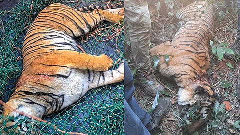 കടുവയുടെ വയറ്റില്‍ വസ്ത്രത്തിന്റേയും മുടിയുടേയും ഭാഗങ്ങള്‍; മരണ കാരണം കഴുത്തിലെ ആഴമേറിയ നാല് മുറിവുകള്‍