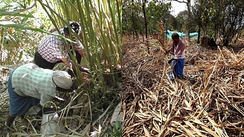 വേനലിൽ നശിച്ച കൃഷിക്ക് നഷ്ടപരിഹാരതുക ലഭിക്കാതെ കർഷകർ; ഏലത്തോട്ടം കരിഞ്ഞുണങ്ങിയത് കഴിഞ്ഞ വേനലിൽ