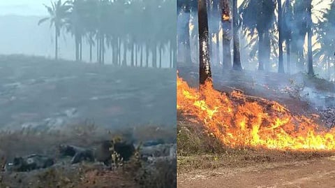 കുളത്തൂപ്പുഴയിലെ എണ്ണപ്പനത്തോട്ടത്തിലെ തീപിടിത്തത്തില്‍ ദുരൂഹത; ബോധപൂര്‍വം തീ ഇട്ടതെന്ന് സംശയം