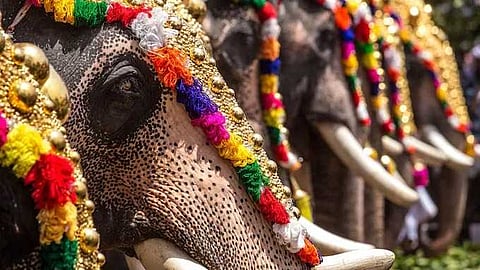 കോഴിക്കോട് ജില്ലയില്‍ ഫെബ്രുവരി 21 വരെ എല്ലാ ആന എഴുന്നള്ളിപ്പുകളും ഒഴിവാക്കും