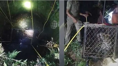 VIDEO|മണിക്കൂറുകൾ നീണ്ട പരിശ്രമം; നെല്ലിയാമ്പതിയിൽ കിണറ്റിൽ വീണ പുലിയെ രക്ഷപ്പെടുത്തി