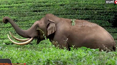 വേനല്‍ കടുത്തു, വെള്ളവും ഭക്ഷണവും തേടി വന്യമൃഗങ്ങള്‍ ജനവാസ മേഖലയില്‍; ഭീതിയില്‍ ഇടുക്കി മലയോര മേഖല