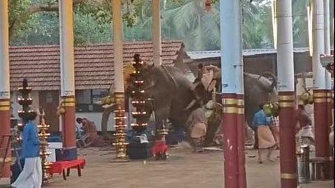 കൊയിലാണ്ടിയിൽ ആനയിടഞ്ഞുണ്ടായ അപകടം; കുറ്റകരമായ വീഴ്ചയെന്ന് റിപ്പോർട്ട്
