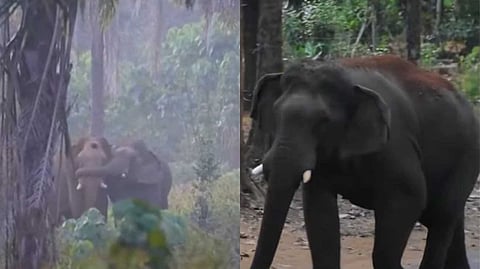 മസ്തകത്തില്‍ മുറിവേറ്റ കൊമ്പനെ തുമ്പിക്കൈ കൊണ്ട് താങ്ങി നിര്‍ത്തിയ സൗഹൃദം; ഏഴാറ്റുമുഖം ഗണപതി ഇനി ഒറ്റയ്ക്കാണ്