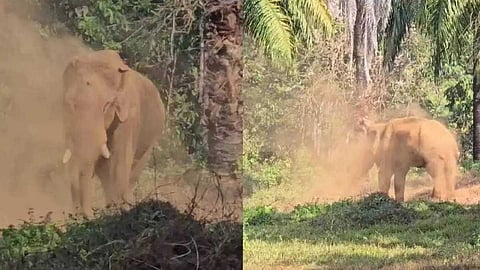 മസ്തകത്തിൽ മുറിവേറ്റ കൊമ്പൻ ചരിഞ്ഞതിന് കാരണം ഹൃദയസ്തംഭനം; അണുബാധ തലച്ചോറിനും ബാധിച്ചിരുന്നുവെന്ന് ഡോക്ടർമാർ