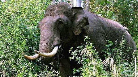 വീണ്ടും കാട്ടാന ആക്രമണം; കണ്ണൂരില്‍ കശുവണ്ടി ശേഖരിക്കാന്‍ പോയ ദമ്പതികള്‍ കൊല്ലപ്പെട്ടു