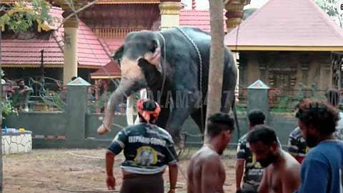 ഇടക്കൊച്ചിയിൽ ആന ഇടഞ്ഞു; മതിലുകളും വാഹനങ്ങളും തകർത്തു