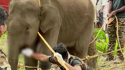 കണ്ണൂർ കരിക്കോട്ടക്കരിയിൽ കാട്ടാന ചെരിഞ്ഞ സംഭവം; 'താടിയെല്ലിലെ പഴക്കം ചെന്ന മുറിവിൽ നിന്നുള്ള അണുബാധ രക്തത്തിൽ വ്യാപിച്ചു'; പോസ്റ്റ്‌മോർട്ടം റിപ്പോർട്ട് പുറത്ത്