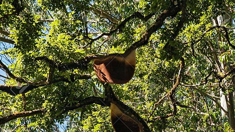 ആശങ്ക ഒഴിയുന്നു; രാജകുമാരി പഞ്ചായത്തിലെ വന്‍മരങ്ങളില്‍ ഭീഷണിയായ 40 ഓളം പെരുന്തേനീച്ചക്കൂടുകള്‍ നശിപ്പിക്കും