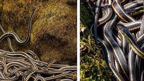 ശൈത്യകാലം കഴിഞ്ഞ് ചൂടുതേടിയെത്തുന്ന പാമ്പുകളുടെ മഹാസംഗമം; മാനിറ്റോബയിലെ അസാധാരണ ദേശാടനം
