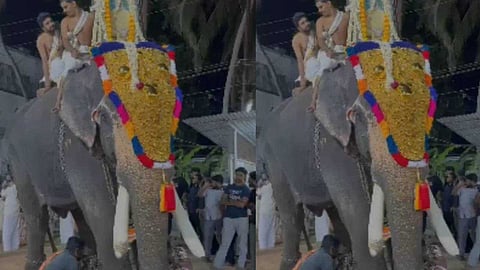 കാലുകളില്‍ പൊട്ടിയൊലിക്കുന്ന വ്രണവുമായി എഴുന്നള്ളിപ്പിന് നിന്നത് മൂന്ന് മണിക്കൂര്‍; ഇടപെട്ട് വനംവകുപ്പ്