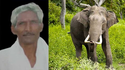 എരുമക്കൊല്ലിയിലെ കാട്ടാന ആക്രമണം: മയക്കുവെടി വെയ്ക്കണമെന്ന ആവശ്യവുമായി നാട്ടുകാർ; കൊല്ലപ്പെട്ട അറുമുഖൻ്റെ പോസ്റ്റ്‌മോർട്ടം ഇന്ന്