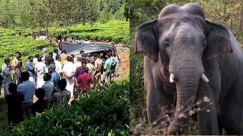 രണ്ടര മാസത്തിനിടെ കൊല്ലപ്പെട്ടത് മൂന്ന് പേർ; വയനാട്ടിൽ കാട്ടാന ആക്രമണങ്ങൾക്ക് കാരണം അടിസ്ഥാന സൗകര്യങ്ങളുടെ അപര്യാപ്തത