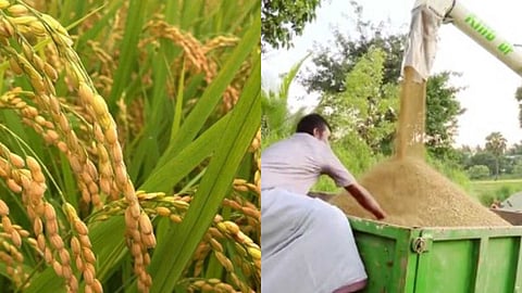 കനറ ബാങ്കുമായി കരാർ പുതുക്കാതെ സപ്ലൈകോ;  നെല്ല് വില കിട്ടാതെ കർഷകർ ദുരിതത്തിൽ