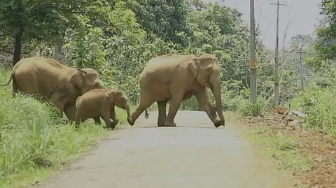 ജനവാസ മേഖലകളിലെ കാട്ടാന ശല്യം; ആറളം ഫാമില്‍ നിന്ന് കാട്ടിലേക്ക് തുരത്തിയത് ഒറ്റ ദിവസം 22 ആനകളെ