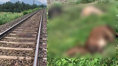 പാലക്കാട് ട്രെയിനുകളിടിച്ച് ഒൻപത് പശുക്കൾ ചത്തു; അന്വേഷണം ആരംഭിച്ച് ആർപിഎഫ്