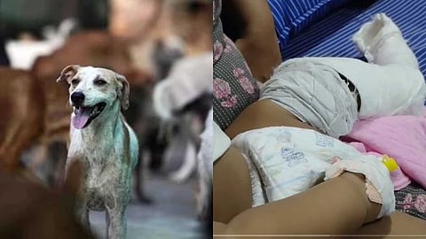തെരുവുനായ്ക്കളുടെ കടിയേൽക്കാതിരിക്കാൻ  ഓടി; കൊട്ടാരക്കരയിൽ  അമ്മയ്ക്കും ഏഴുമാസം പ്രായമായ കുഞ്ഞിനും പരിക്ക്