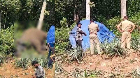 ഉദ്യോഗസ്ഥർക്ക് വീഴ്ച പറ്റിയോ? കോന്നിയില്‍ കാട്ടാന ചരിഞ്ഞതിൽ വനം വിജിലൻസ് വിഭാഗം അന്വേഷണം