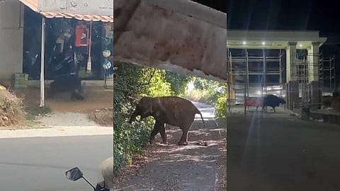പത്തനംതിട്ട ജില്ലയിലെ മലയോര മേഖലയുടെ ഉറക്കം കെടുത്തുന്ന വന്യജീവികള്‍;   ഇരുട്ടുവീണാൽ പുറത്തിറങ്ങാനാകാതെ ജനങ്ങള്‍