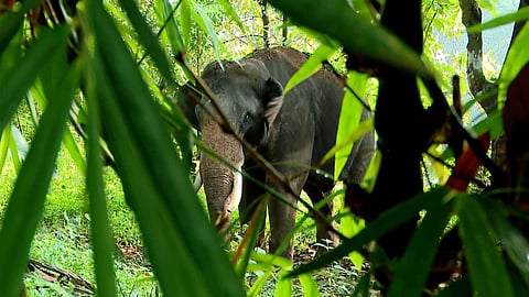 കാളികാവിലെ കടുവാ ദൗത്യം: തെരച്ചിലിന് എത്തിച്ച കുങ്കിയാന 
പാപ്പാനെ ആക്രമിച്ചു