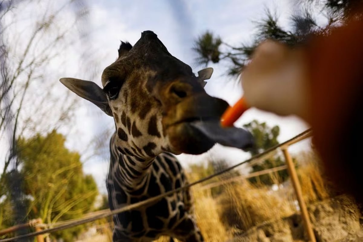 Image: Reuters : Person feeding the giraffe