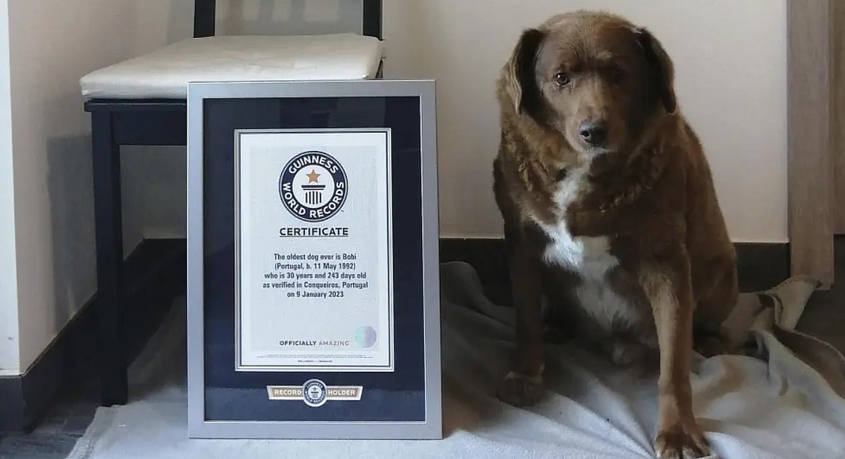 Courtesy: AP : Bobi with the Guinness World Record for the Oldest Dog Ever