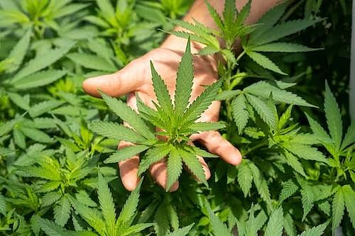 HHC Vs. Delta-8: Exploring The Differences And Benefits