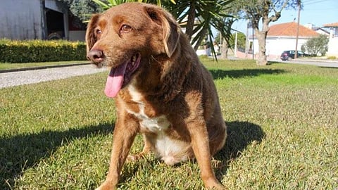 The dog, Bobi, that broke the record for oldest dog ever at 30 years-old.