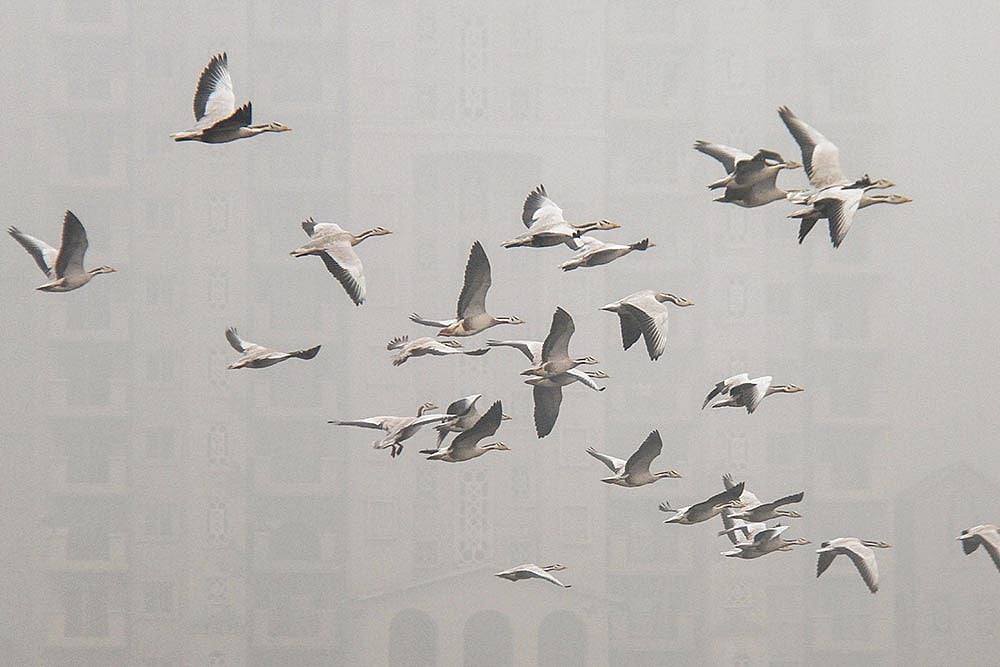 Fog in Gurugram