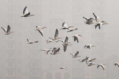 Fog in Gurugram