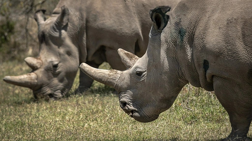 AP : Only two northern white rhinos are remaining.
