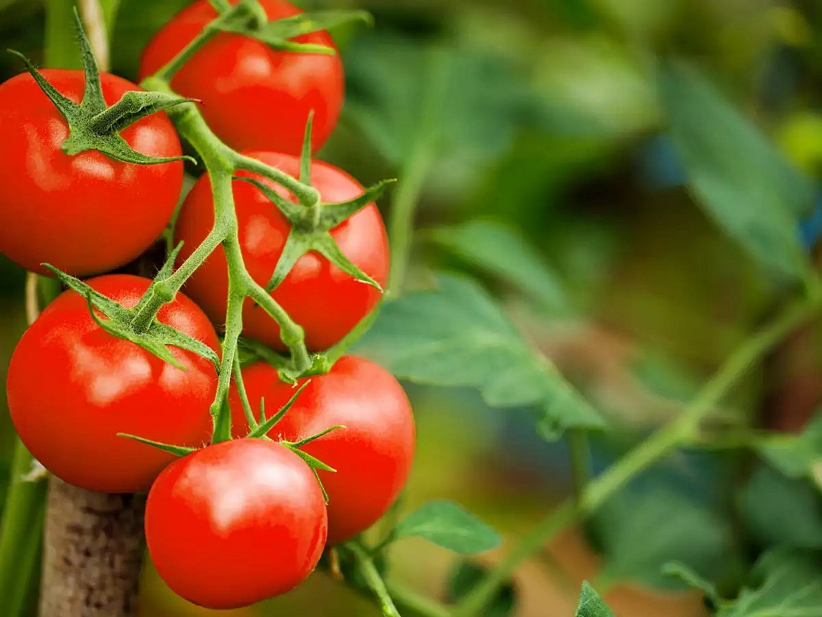 Tomatoes