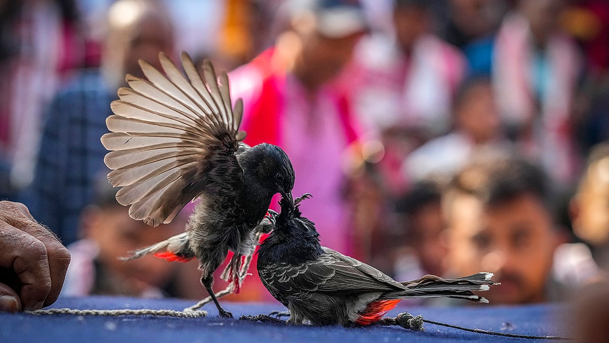 Animal Fights 