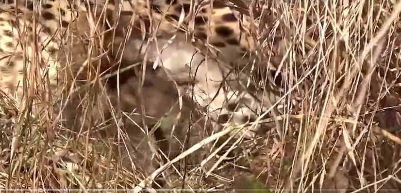 Screen grab from video posted by @byadavbjp on X : Namibian Cheetah Aasha gave birth to some cubs a few weeks ago