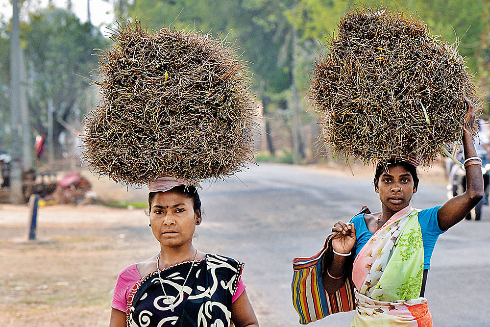 Photo: Tribhuvan Tiwari : Eking out a Living: Tribal women in Godda district of Jharkhand carrying wooden stakes they collected