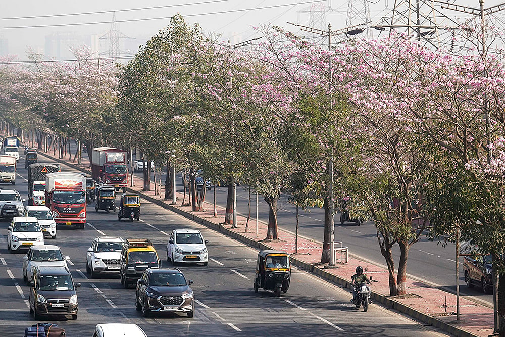 Pink trumpet bloom in Mumbai
