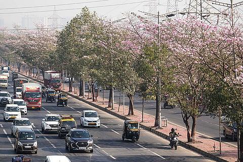 Pink trumpet bloom in Mumbai