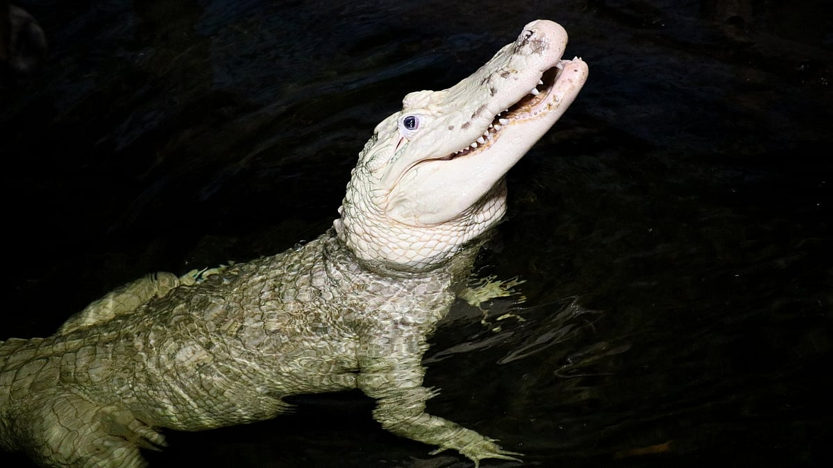 @Omaha's Henry Doorly Zoo and Aquarium/Facebook : Thibodaux, a rare white alligator that swallowed 70 coins.