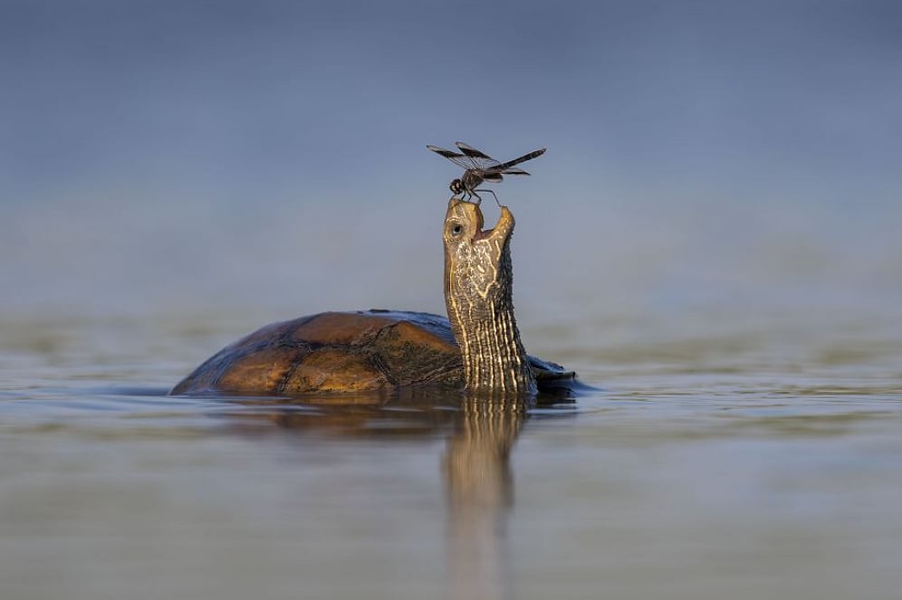 Tzahi Finkelstein/Wildlife Photographer of the Year