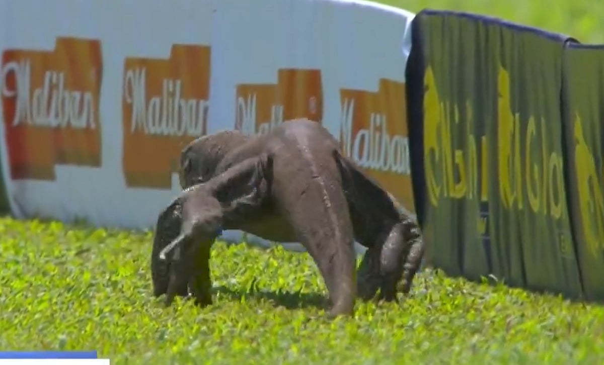 Courtesy: Screengrab/SonySportsNetwk : Monitor Lizard was seen during the One-Off Test match between Sri Lanka and Afghanistan in Colombo