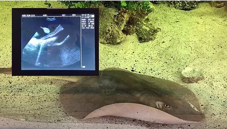 Charlotte the stingray's ultrasound displayed over an undated image showing the pregnant stingray in her aquarium. - Team ECCO