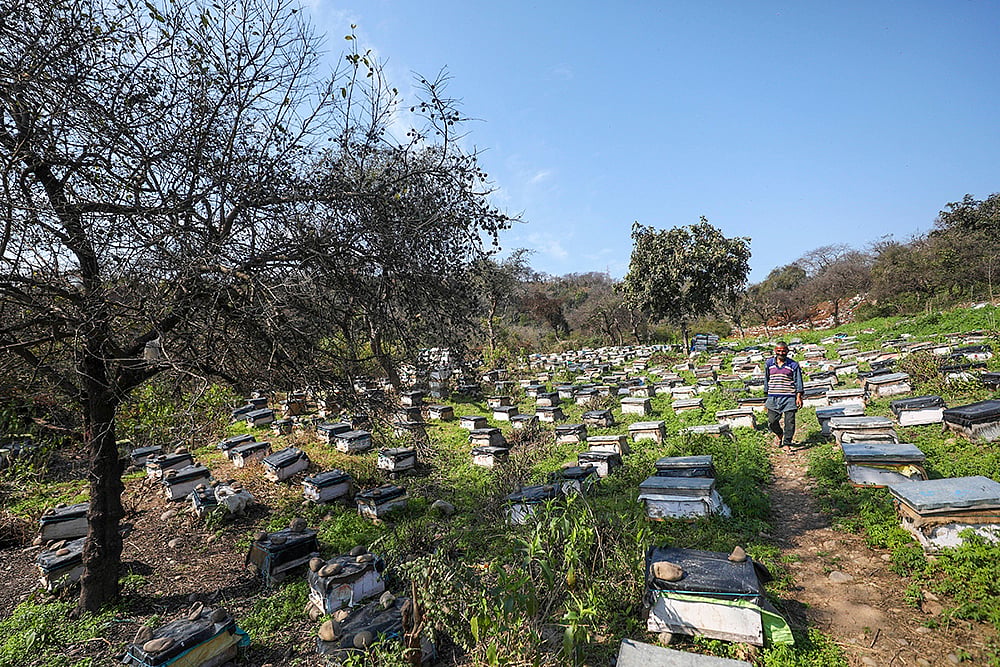 Bee farm in Jammu
