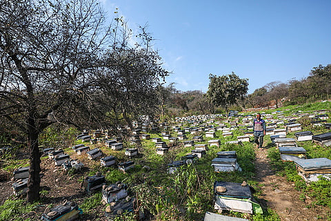 Bee farm in Jammu