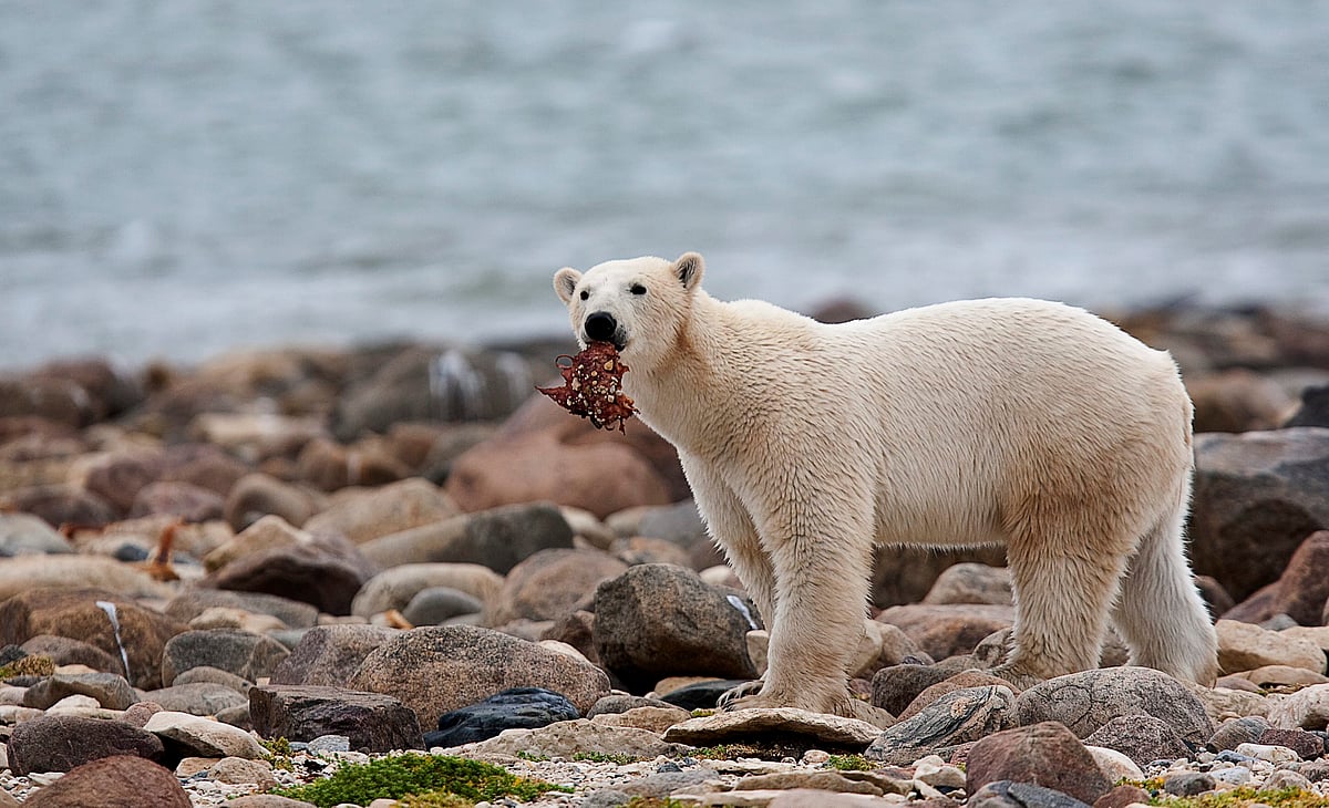AP : With Arctic sea ice shrinking from climate change, many polar bears have to shift their diets to land during parts of the summer.