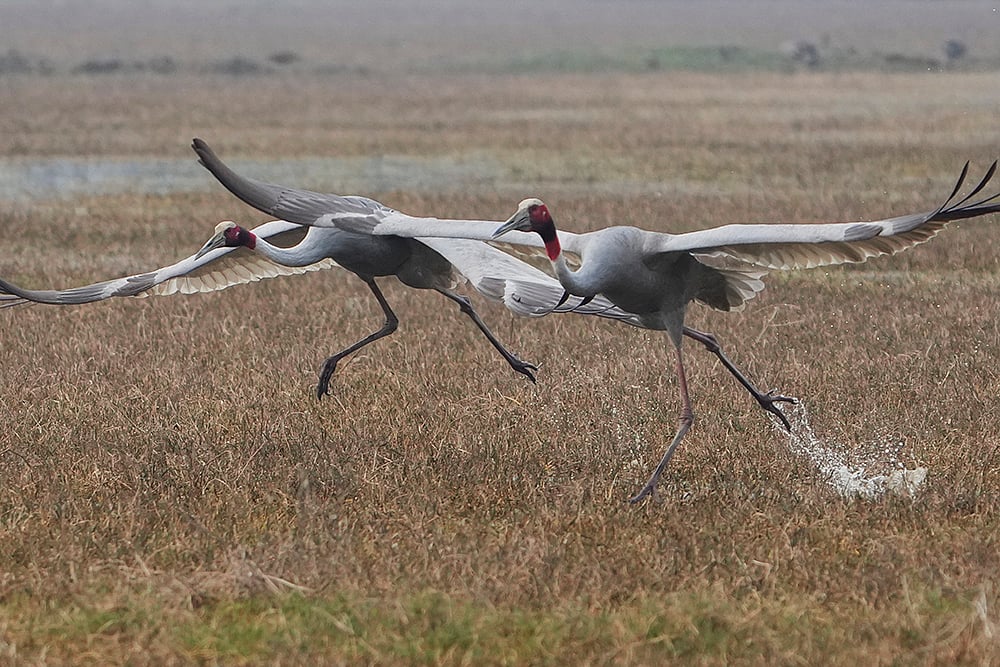 Standalone: Bharatpur Bird Sanctuary