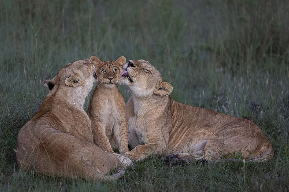 Mark Boyd/Wildlife Photographer of the Year